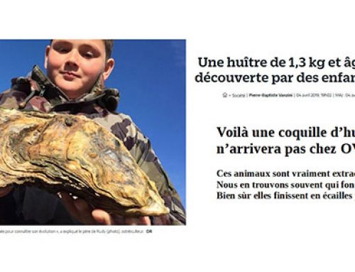 Une huître géante découverte en Vendée !
